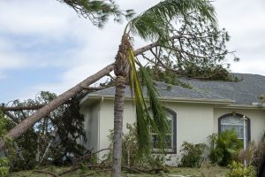 Damage to Florida house roof from uprooted tree after hurricane.